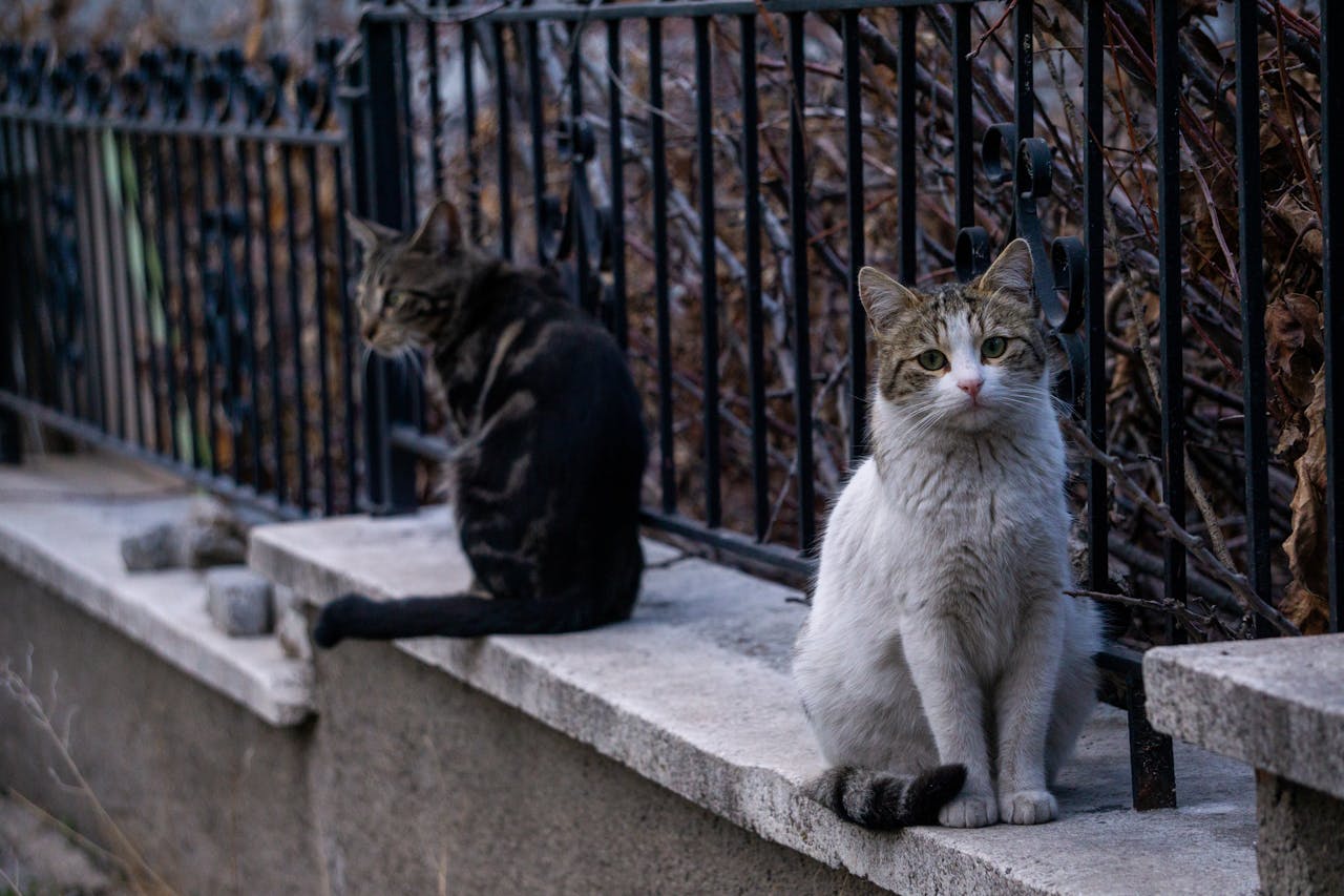 ilustrační obrázek