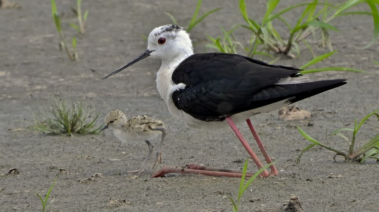 Na střední Moravě opět hnízdí pisily čáponohé, které žijí v jižní Evropě a do Česka zalétají jen zřídka. Dva páry těchto bahňáků ornitologové zaznamenali na několika místech v okrese Prostějov. 