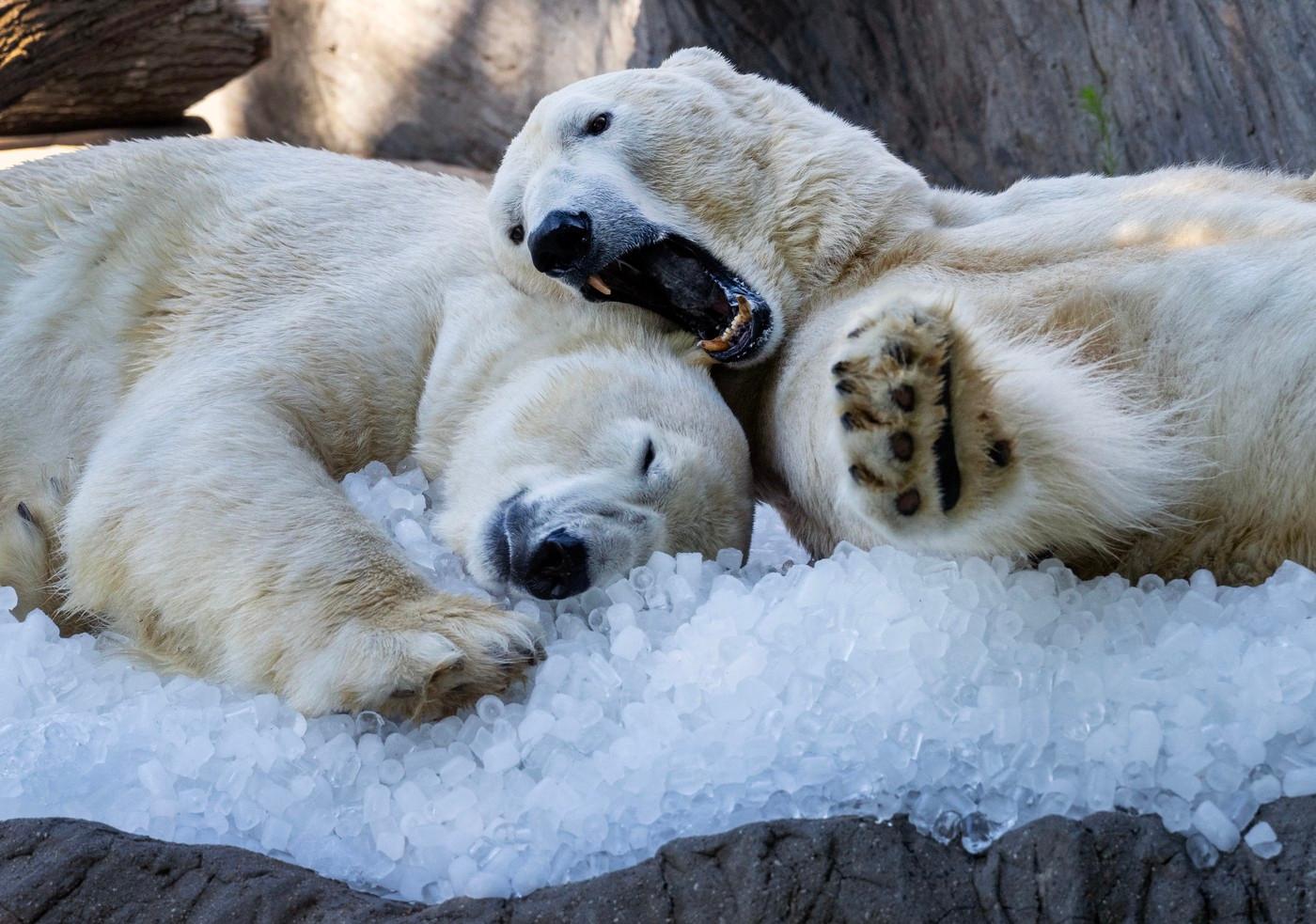 Pražská ZOO chladí lední medvědy tunami sněhu Pražská ZOO chladí lední medvědy tunami sněhu