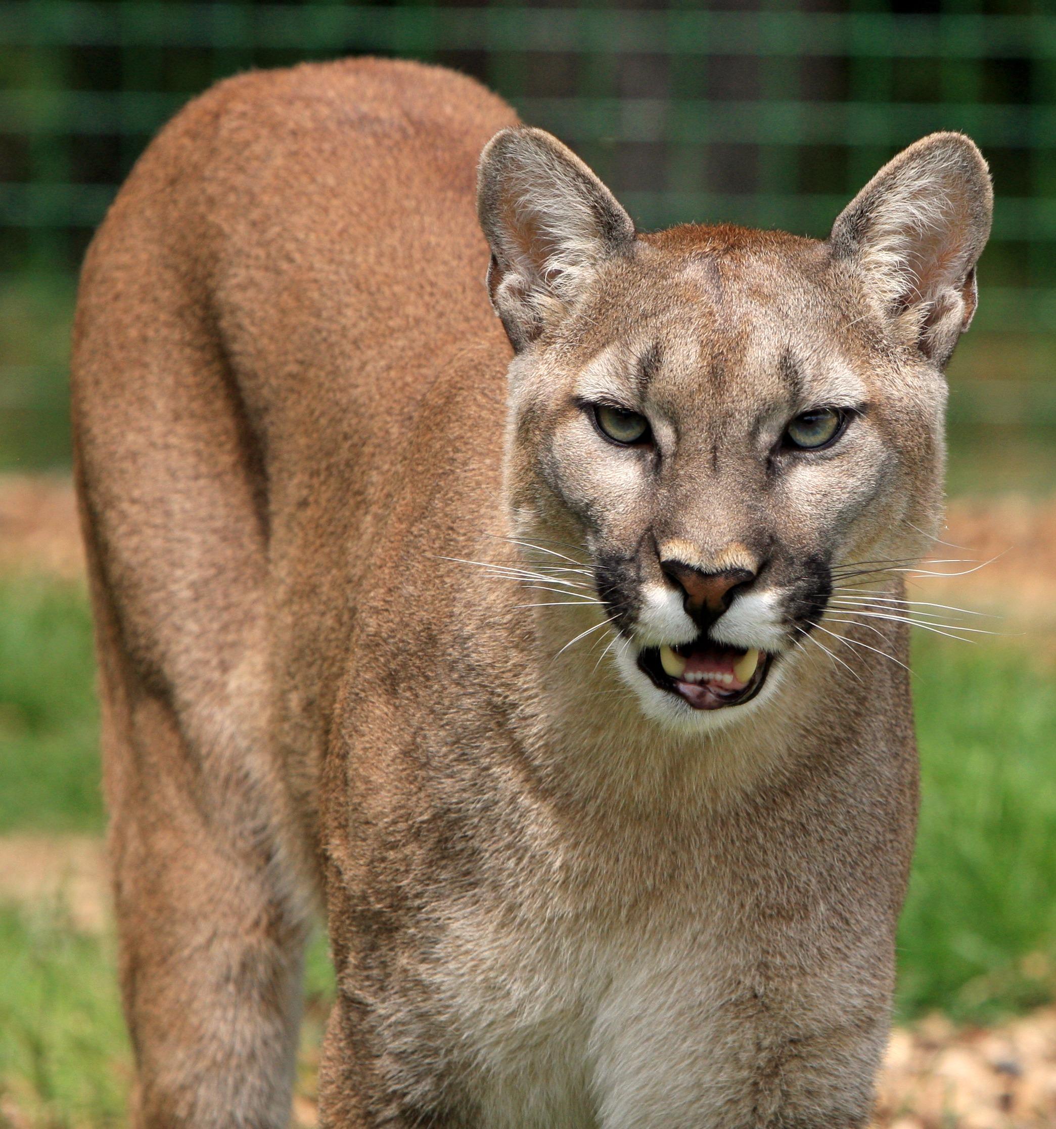 puma americká puma americká