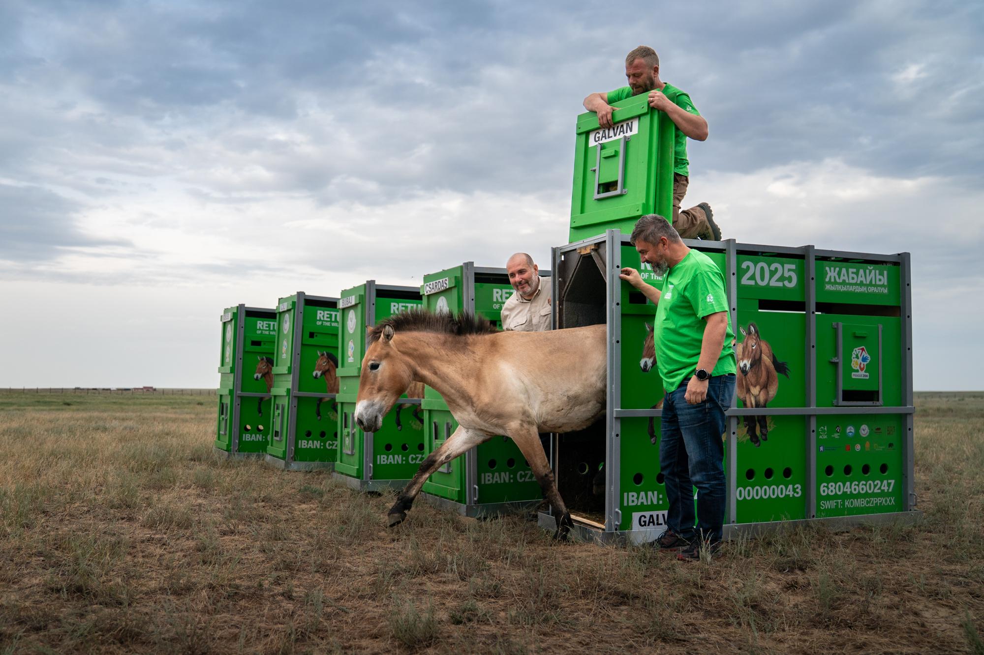 Zoo Praha dovezla do Kazachstánu z Prahy a maďarského Debrecína dalších 7 koní Převalského. Po transportu jsou v pořádku v aklimatizačních ohradách. Zoo Praha dovezla do Kazachstánu z Prahy a maďarského Debrecína dalších 7 koní Převalského. Po transportu jsou v pořádku v aklimatizačních ohradách.