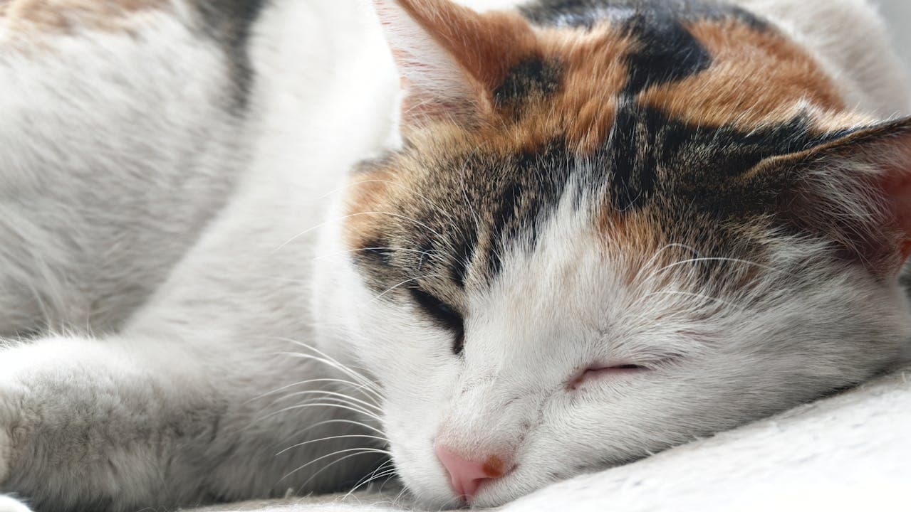 ilustrační obrázek