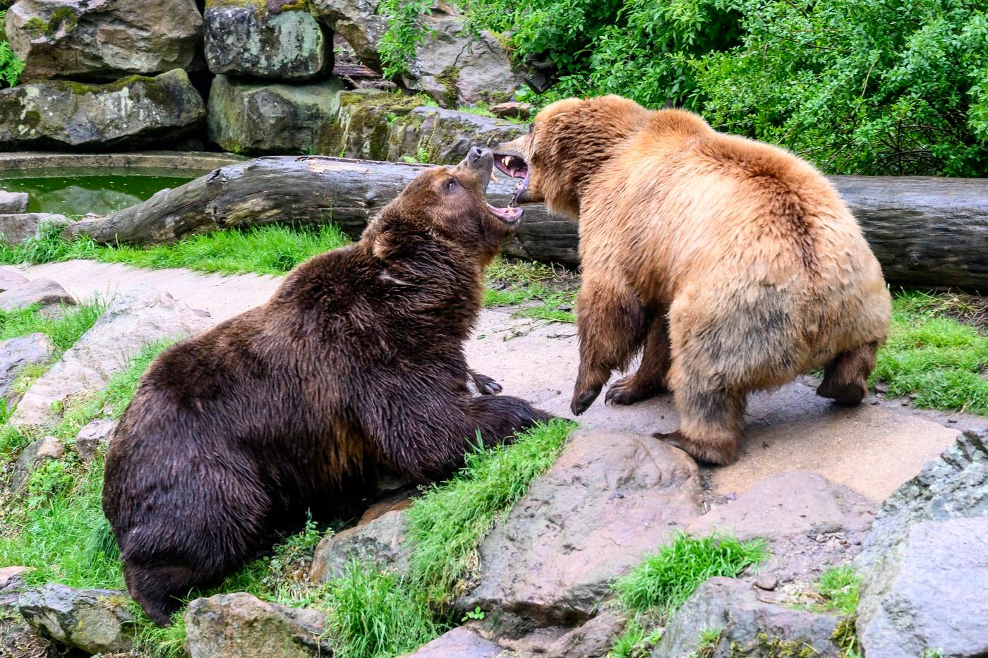 Medvědi si vyjasňovali postavení. Prý bude asi šéfovat Irina (vpravo). /zdroj: ČTK/
