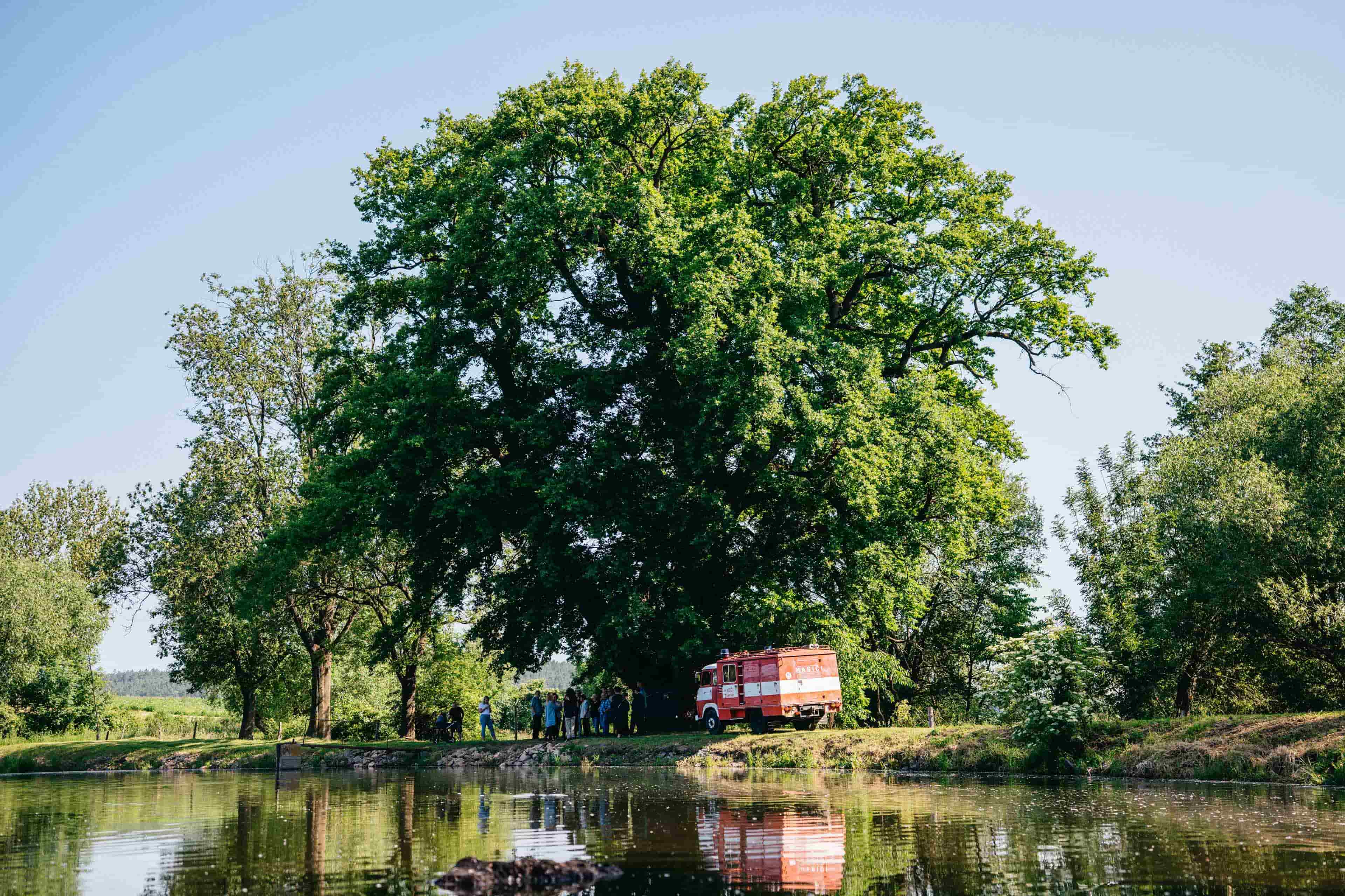 Záhořský dub Ochránce / Středočeský kraj