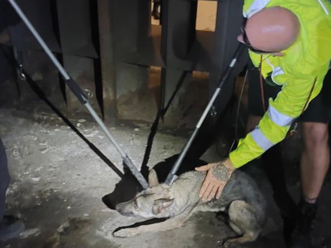 Zaběhnutý Metrouš byl prý rychlý a mrštný, ale nakonec ho lapili