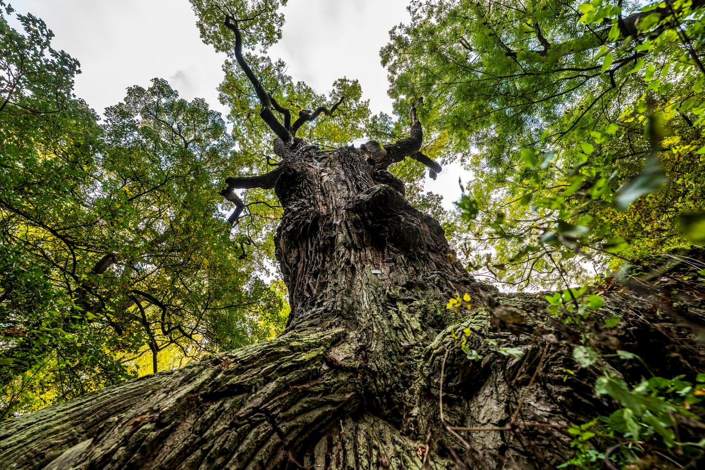 Stromem roku 2025 v ČR se stal Oldřichův dub z Peruce na Lounsku (na snímku z 15. října 2025), dostal téměř 9800 hlasů.