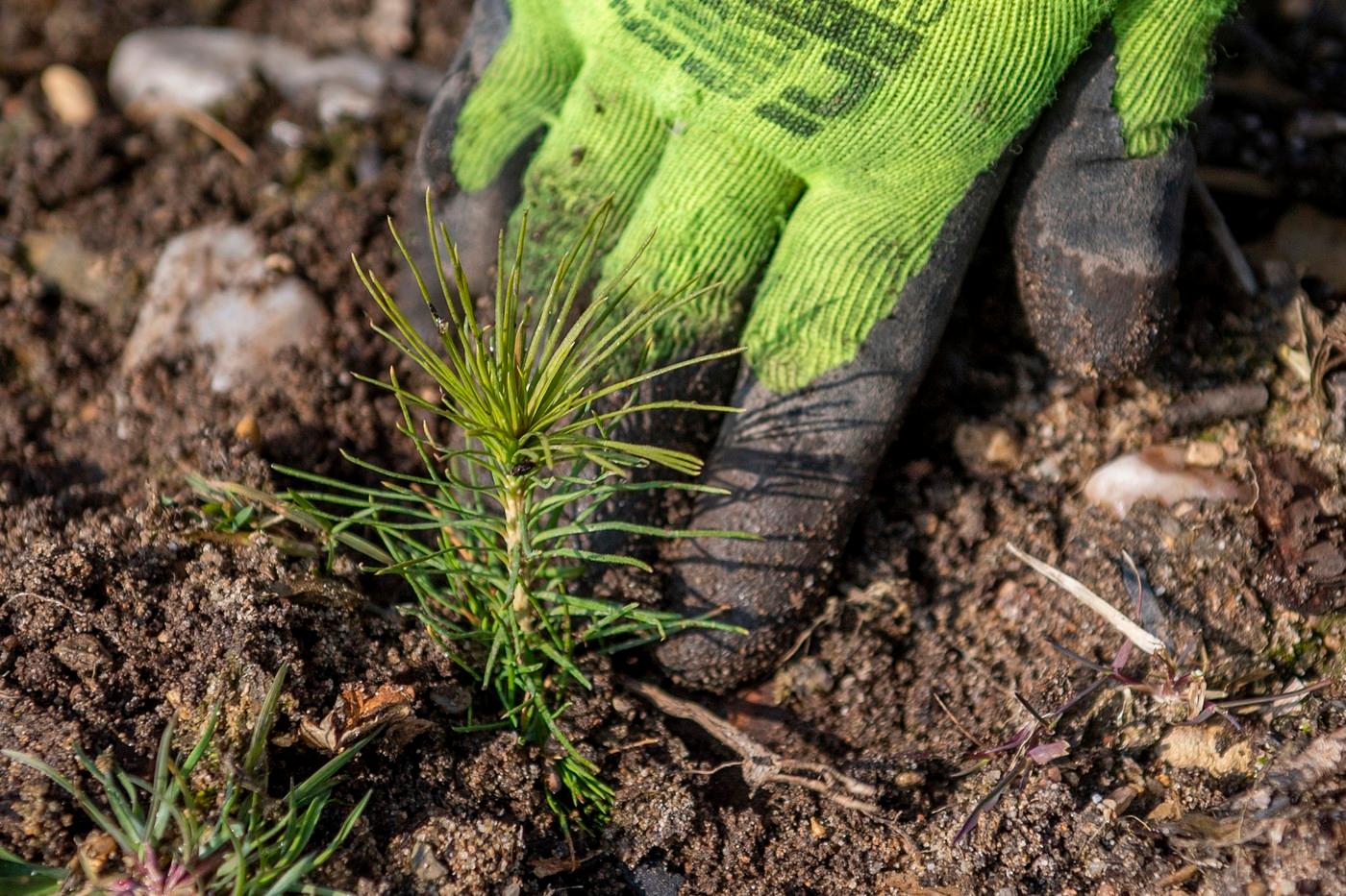 Sazenice borovice lesní Sazenice borovice lesní