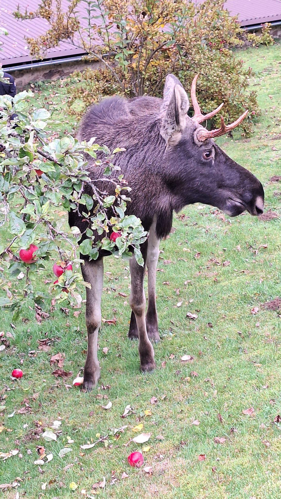 Los Emil si pochutnal na jablcích