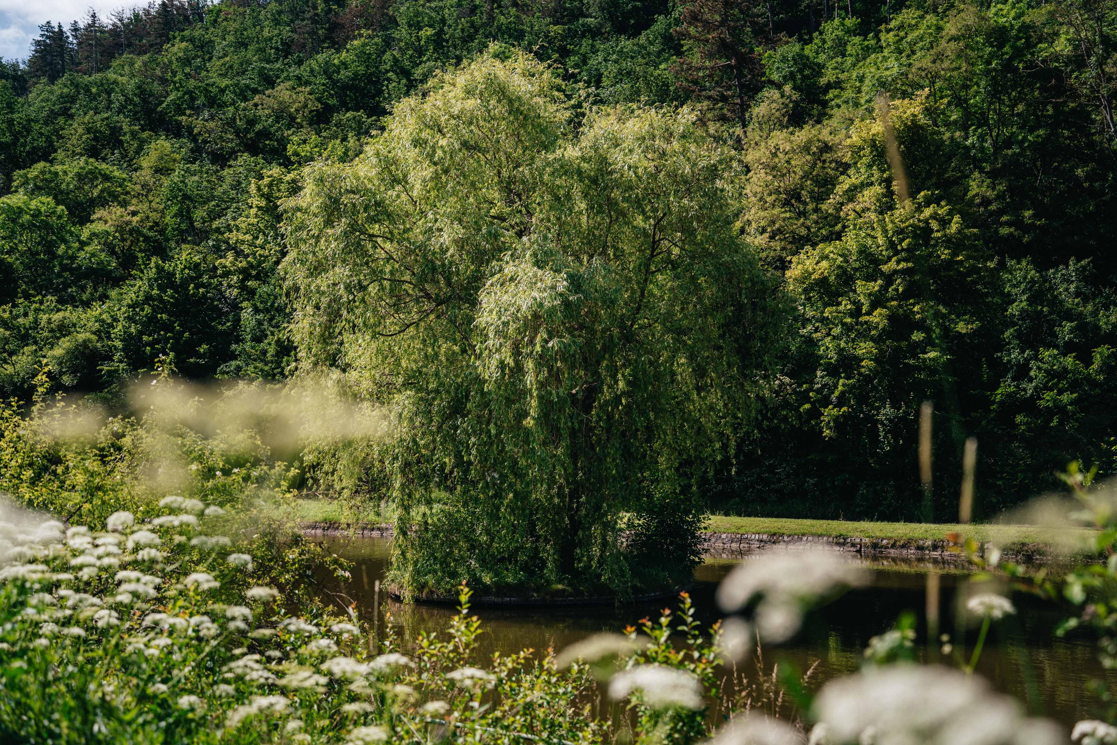 Vrba v Brdatkách / Středočeský kraj