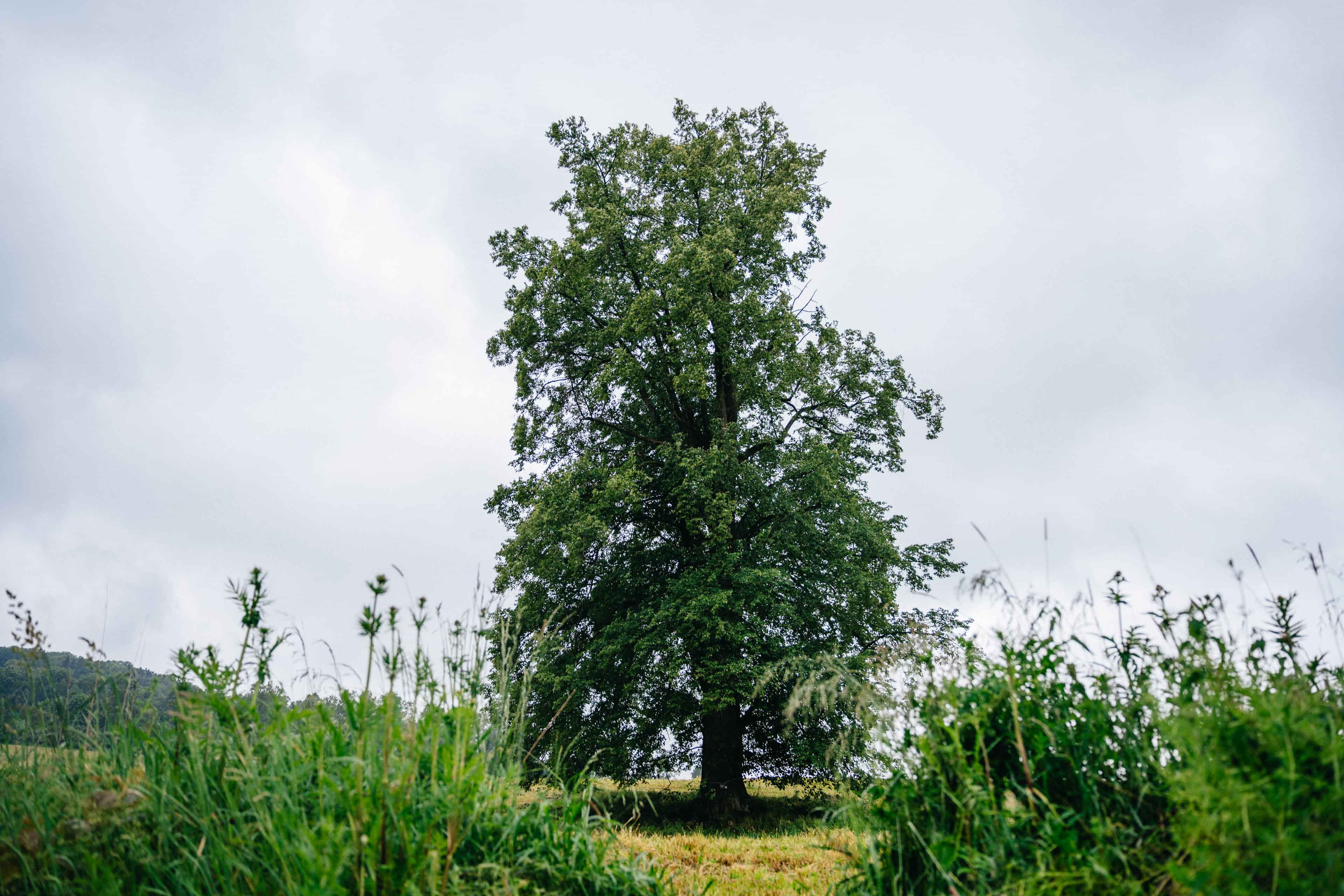 Lípa Poustevník / Olomoucký kraj