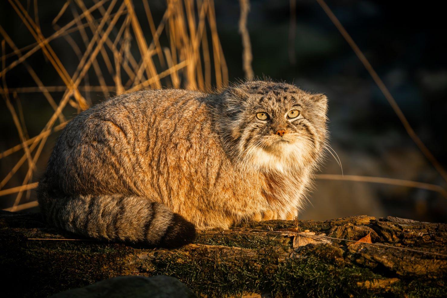 Samice manula se v ostravské zoologické zahradě začala seznamovat s nově dovezeným pětiletým samcem.