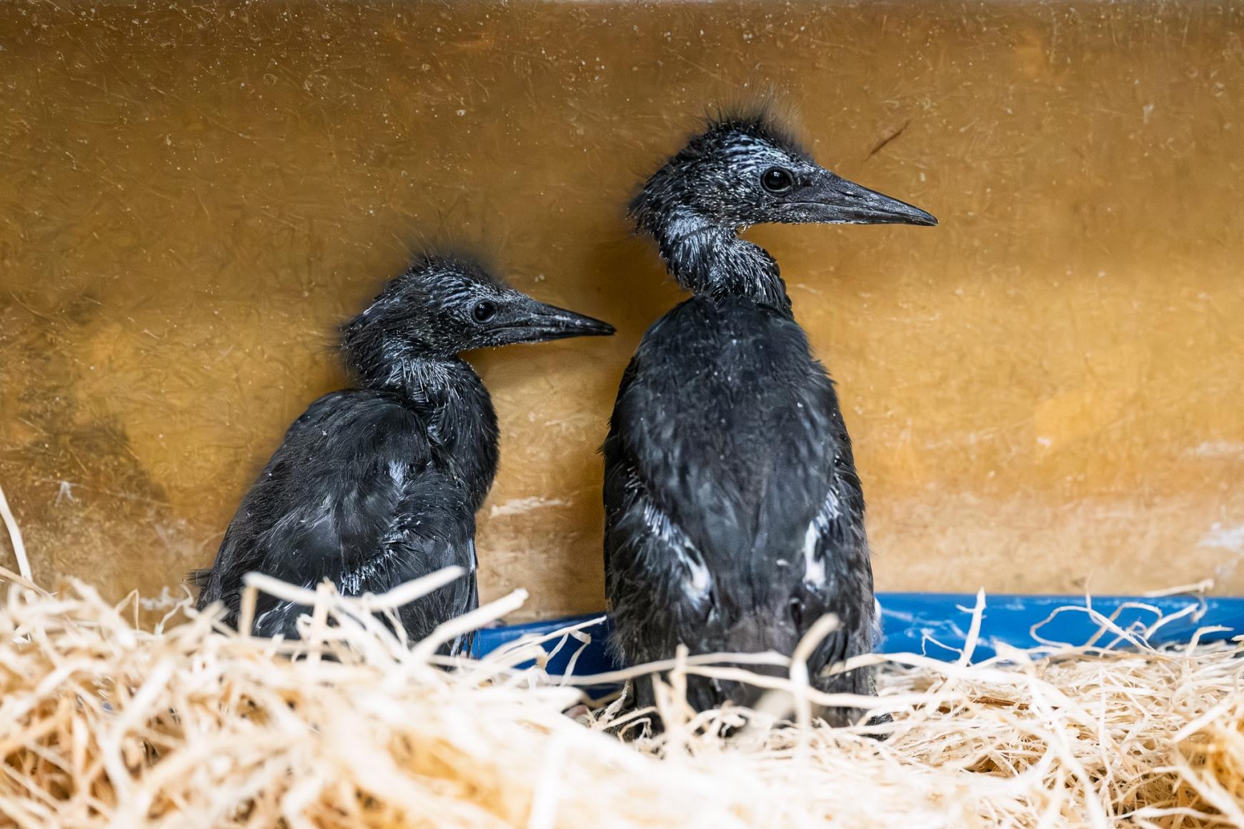 Dvě mláďata volavky černé ani netuší, že se zapsala do historie Dvě mláďata volavky černé ani netuší, že se zapsala do historie